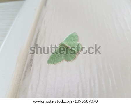 green moth insect with wings on white home siding