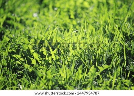 Green motley grass texture in summer season