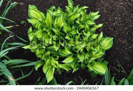 Similar – Image, Stock Photo Raindrops on a hosta leaf