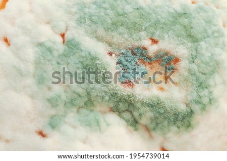 Green mould on a lemon peel. Lemon affected by the fungus Penicillium italicum. Green rot, a plant pathogen and post harvest disease, commonly associated with citrus fruits. Close-up macro food photo.