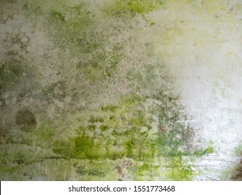 Green mould on a white wall background texture template