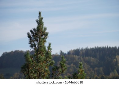 Green mountains covered with conifers