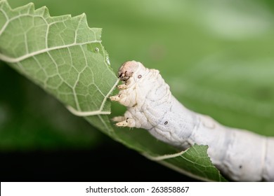 Green Mulberry leaf, Caterpillars of a silkworm and leaf of a mulberry eaten by them