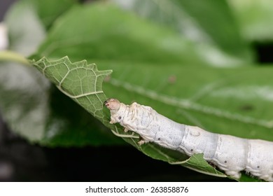 Green Mulberry leaf, Caterpillars of a silkworm and leaf of a mulberry eaten by them