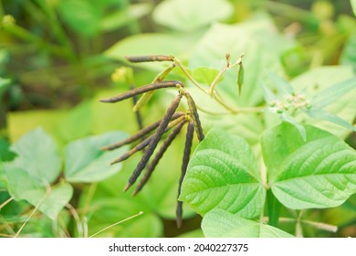 Green Mung Bean Crop Close Up In Agriculture Field ,Mung Bean Green Pods