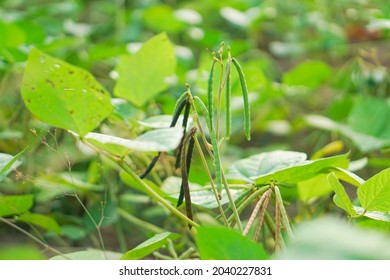 Green Mung Bean Crop Close Up In Agriculture Field ,Mung Bean Green Pods