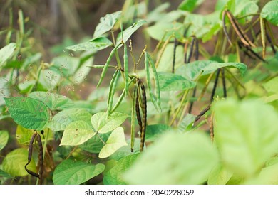 Green Mung Bean Crop Close Up In Agriculture Field ,Mung Bean Green Pods