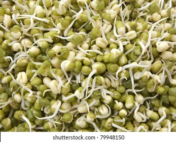 Green mung beans sprouts