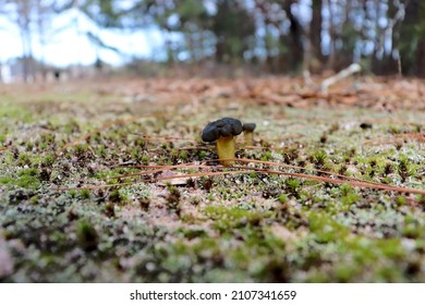 Green Mushrooms Henry County GA