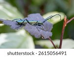 Green musk longhorn beetle, Latin Aromia moschata, sits on the leaf of a purple devil