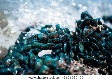 Green Mussels growing on beach rock on the sea shore. Wild Ocean Mussels, growing naturally, coastal nature, shellfish