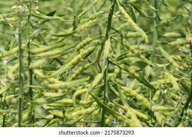 Green Mustard Seeds Plant on an Agriculture Field. Industrial Cultivation of Spices