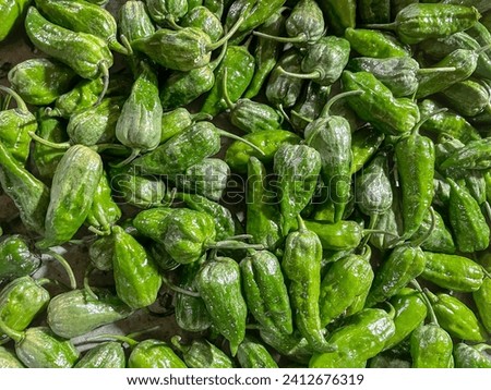 Green Naga Morich. Naga Morich is a chili pepper grown in Northeast India and Bangladesh.this photo was taken from Bangladesh