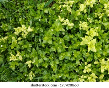 Green Natural Background, Bright Spring Greenery, Low Contrast Background