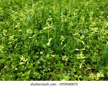 Green Natural Background, Bright Spring Greenery, Low Contrast Background