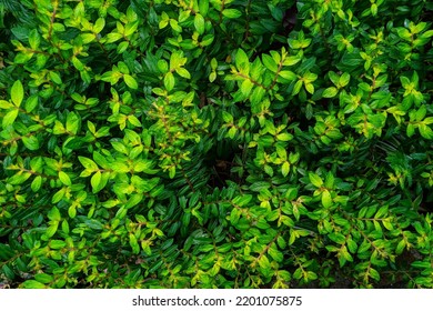 Green Natural Background Of Lonicera Nitida Foliage. It Is Widely Used As Low Maintenance Ground Cover Plant. Low Hedging Plant, And Best Topiary Plant
