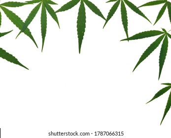 Green Natural Cannabis Leaves Isolated, Cannabis Sativa On White Background. Growing Medical Marijuana, Cannabis Narcotic,cannabis Leaf,cannabis Timelapse,cannabis Plant,cannabis Field,cannabis Seeds