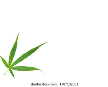 Green Natural Cannabis Leaves Isolated, Cannabis Sativa On White Background. Growing Medical Marijuana, Marijuana Narcotic,marijuana Leaf,marijuana Timelapse,marijuana Plant,marijuana Field,marijuana