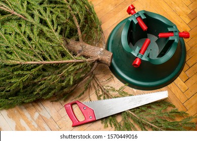 Green, natural Christmas tree, saw and a plastic stand lie on the parquet floor, indoors. Trimming excess branches, preparing for the New Year.