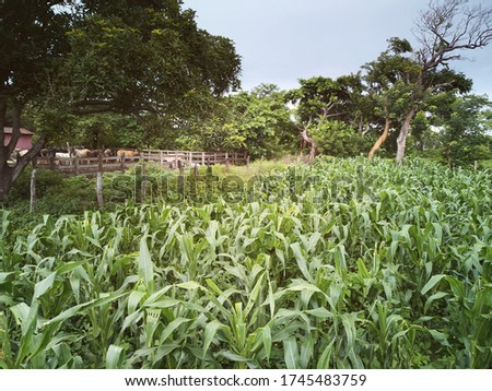 Green natural farm theme. Farming in nicaragua