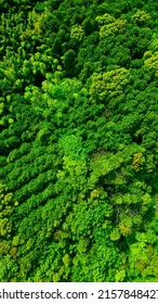 Green Natural Forest Aerial View. Environment Concept.