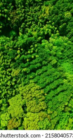 Green Natural Forest Aerial View. Environment Concept.