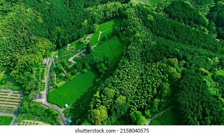 Green Natural Forest Aerial View. Environment Concept.