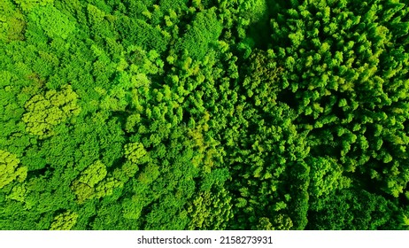 Green Natural Forest Aerial View. Environment Concept.