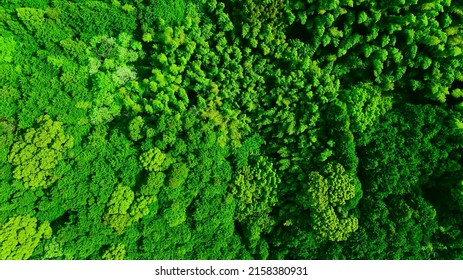 Green Natural Forest Aerial View. Environment Concept.