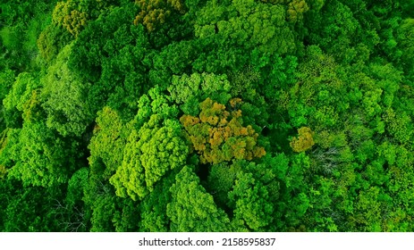 Green natural forest aerial view. Environment concept. - Shutterstock ID 2158595837