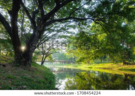 green natural landscape picture of river, the forest with a big tree foreground in the morning sunrise. 