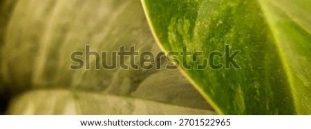 Green Natural Tree Texture Background Size For Cover Page
