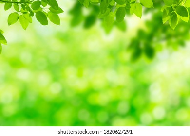 Green Natural View Of Green Leaves In Park With Blurry Image Green Trees And Sunlight In The Morning.