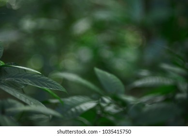 Green Nature Abstract Blurred In Tropical Forest