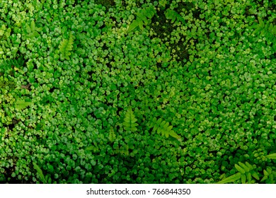 Green Nature Copy Space Using Background Stock Photo 1179222610 