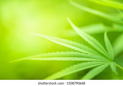 Зеленый фон природы. Крупный план зеленого листа Cannabis sativa с боке красоты под солнечным светом для концепции естественных и свежих обоев.