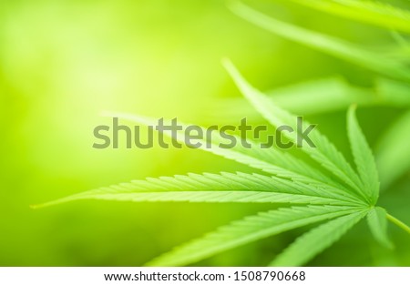 Green nature background. Closeup view of green Cannabis sativa leaf with beauty bokeh under sunlight for natural and freshness wallpaper concept.