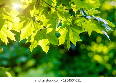 Green nature background with maple leaves
 - Powered by Shutterstock