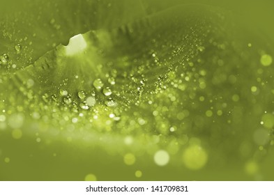 Green Nature Background. Morning Dew on the Leaf Macro Photo.