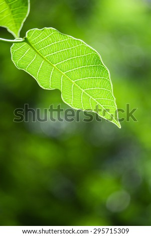 Similar – Foto Bild Biergartenzeit Sommer