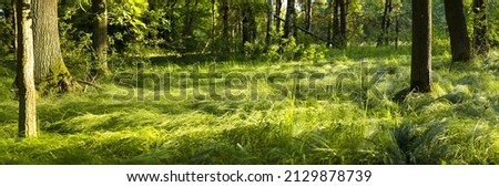 GREEN NATURE FOREST LANDSCAPE WITH GREEN GRASS, TREES AND SUN LIGHT AT SPRING TIME, BEAUTY OF NATURE