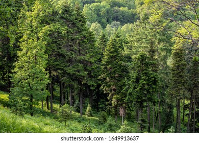 Green Nature Landscape Of Forest Hill Evergreen Spruce, Pine And Fir Trees. Natural Wilderness Siberian Taiga On Summer. Tranquil Morning Woodland Scene. European Mountain Woods. Plant Produce Oxygen