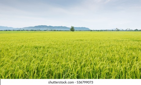 Green Nature Landscape With Paddy Jasmine Rice Field In Thailand