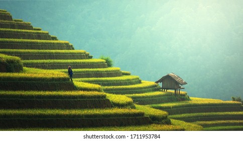Green Nature mountain step agriculture in Asia with small hut fully nature love HD earth cool climate background