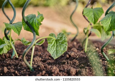 Green nature, on the garden 
Fresh young green seedlings having just germinated in soil slowly rise above the soil
