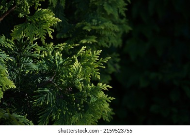 Green Nature In Seoul Forest.