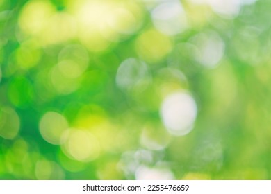 Green nature in spring eco garden. Summer abstract blurred background. Bush trees leaves. Light blurry out focus bokeh. Soft fresh bio plant. Sunny sky foliage park grass. Bright color sun day image