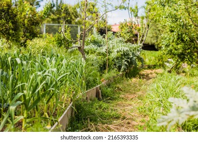 Green Nature Summer And Spring Background. Urban Garden Agriculture Blurred Organic Horticulture