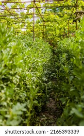 Green Nature Summer And Spring Background. Urban Garden Agriculture Blurred Organic Horticulture