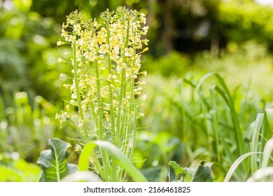 Green Nature Summer And Spring Background. Urban Garden Agriculture Blurred Organic Horticulture